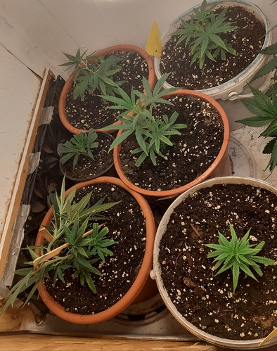 Growreport Bild 3