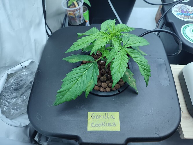 Growreport Bild 37