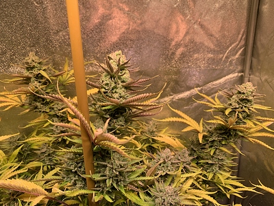 Growreport Bild 8