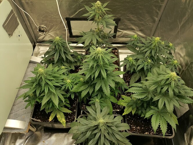 Growreport Bild 4