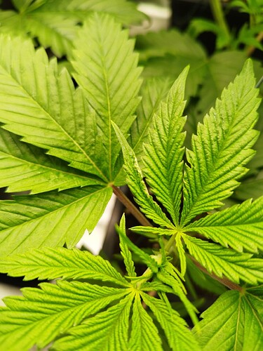 Growreport Bild 2