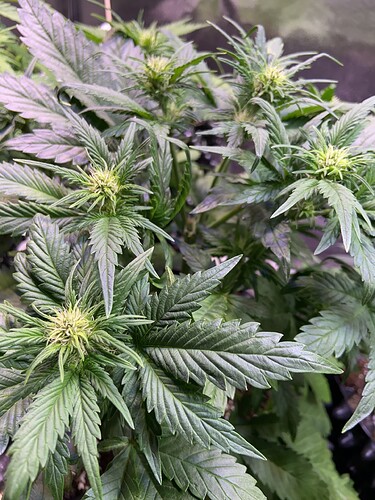 Growreport Bild 7