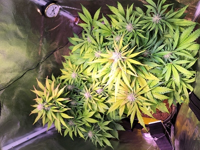 Growreport Bild 7
