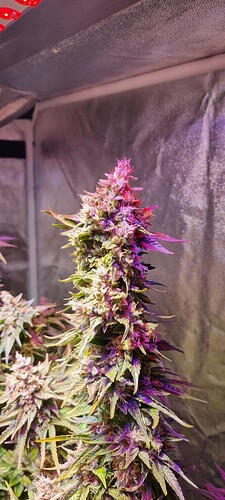 Growreport Bild 17