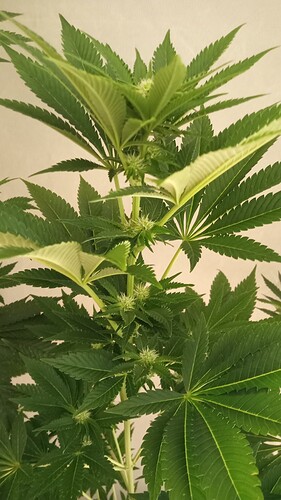 Growreport Bild 33