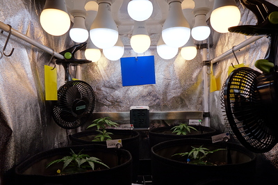Vier junge Cannabispflanzen in Stofftöpfen unter LED-Lampen in einer Growbox. Zwei Ventilatoren sind an den Seiten angebracht.