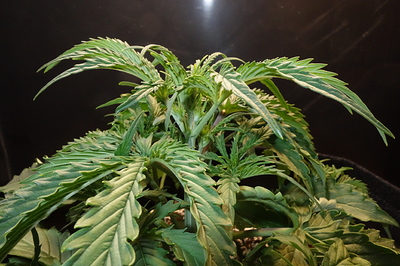 Growreport Bild 36