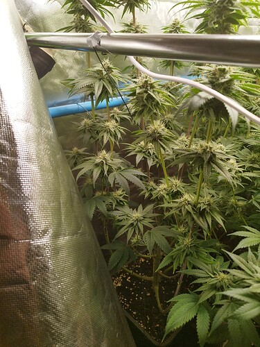Growreport Bild 6