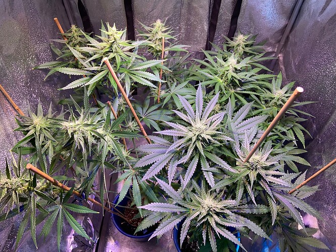 Growreport Bild 8