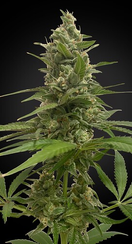 Growreport Bild 15