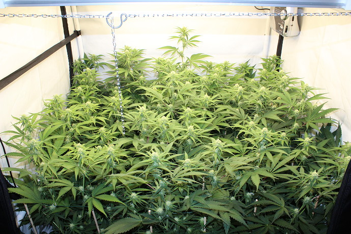 Growreport Bild 4