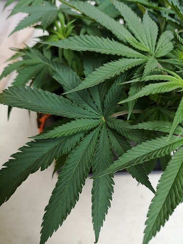 Growreport Bild 5