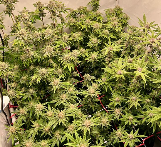 Growreport Bild 10