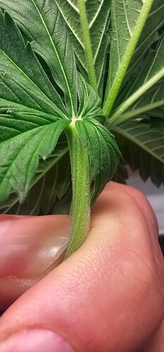 1000091865