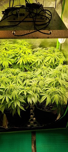 Growreport Bild 19