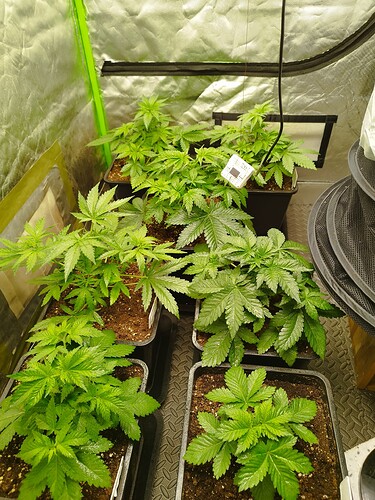 Growreport Bild 6