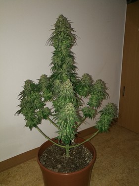 Growreport Bild 12