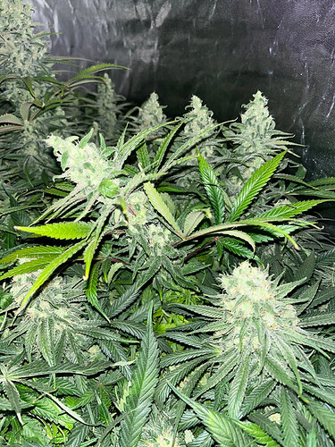 Growreport Bild 15