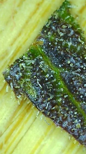 Growreport Bild 1