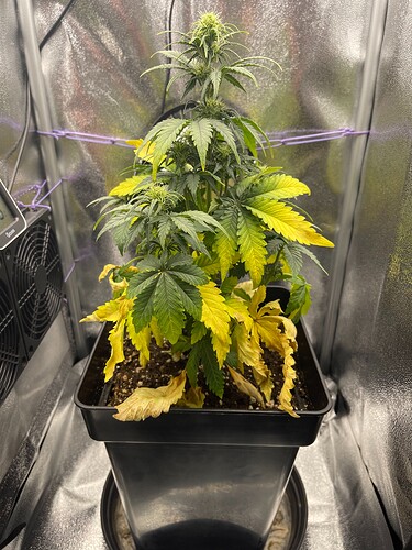 Growreport Bild 1