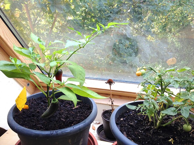 TomateChili221020_02