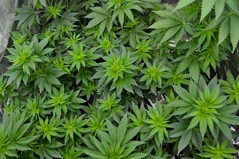 Growreport Bild 5
