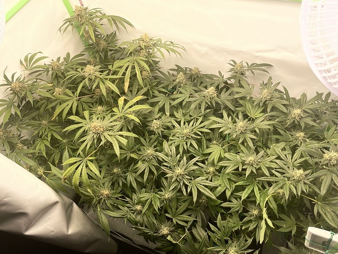 Growreport Bild 1