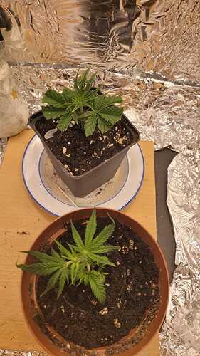 Growreport Bild 3