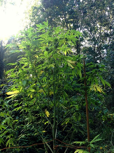 Growreport Bild 20