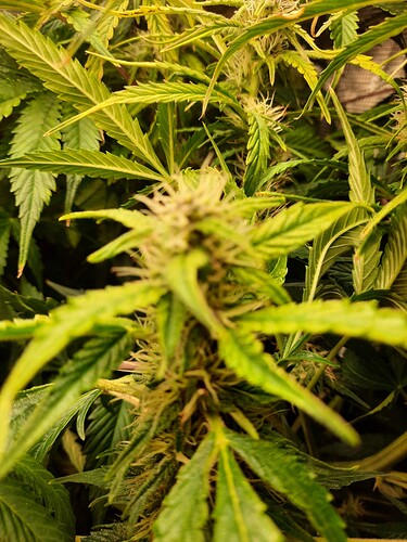 Growreport Bild 6