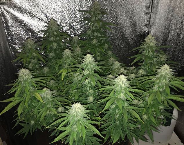 Growreport Bild 2