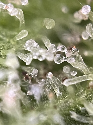 Growreport Bild 7