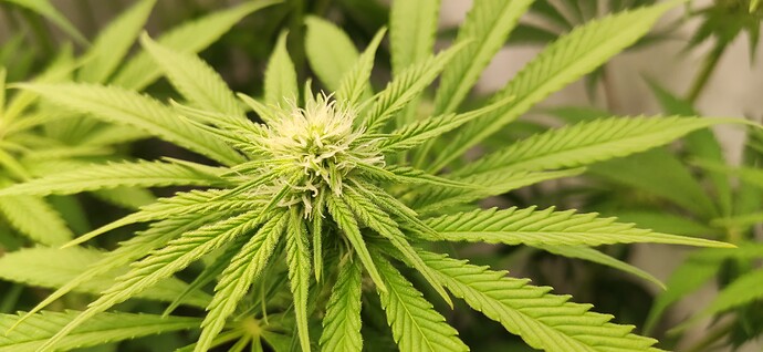 Growreport Bild 3