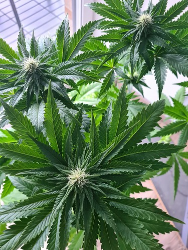 Drei junge Cannabispflanzen in der Blütephase, mit deutlichen Anzeichen von Trichomen und beginnenden Blütenkelchen, umgeben von breiten, grünen Blättern.