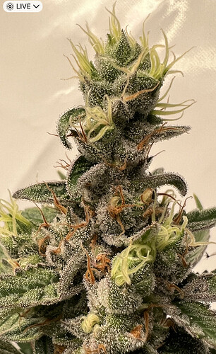 Growreport Bild 9