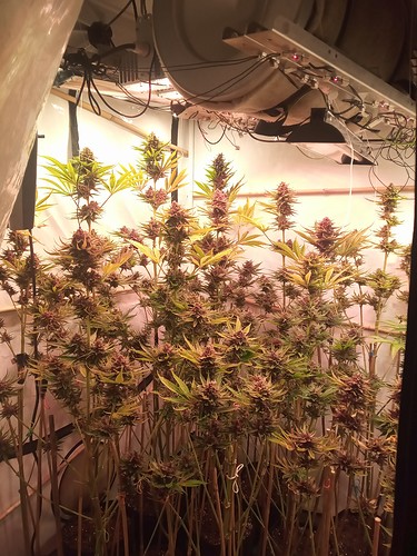 Growreport Bild 61