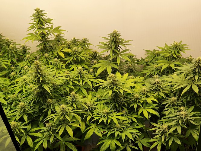 Growreport Bild 4