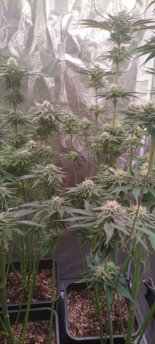 Growreport Bild 14