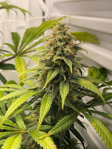 Growreport Bild 2