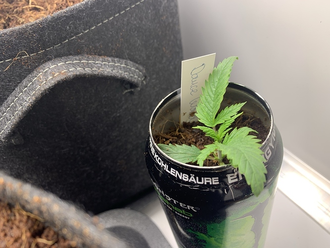 Growreport Bild 6