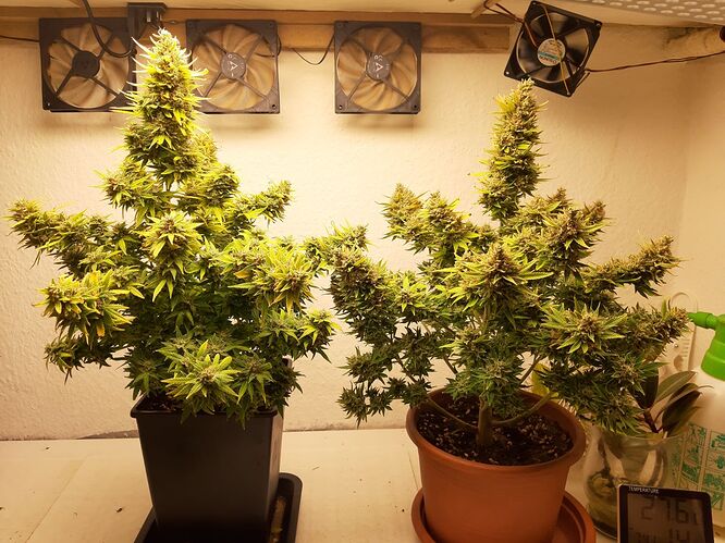 Growreport Bild 1