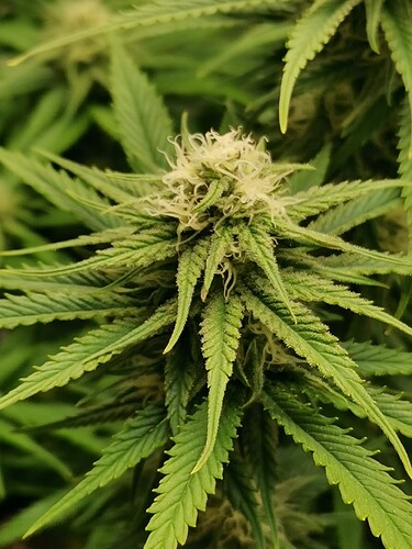 Growreport Bild 9