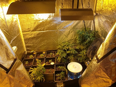 Growreport Bild 33