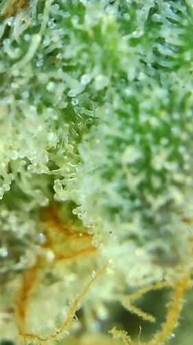 Growreport Bild 27