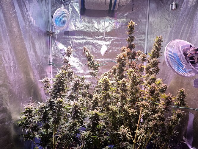 Growreport Bild 4