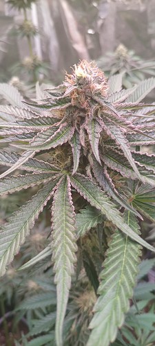 Growreport Bild 18