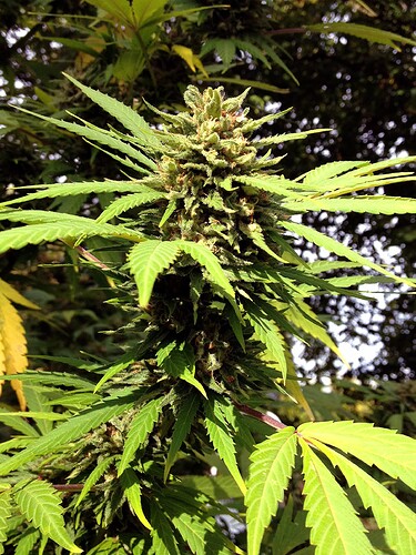 Growreport Bild 24
