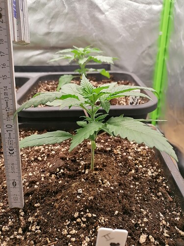 Growreport Bild 6