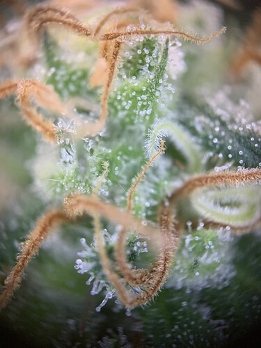Growreport Bild 2