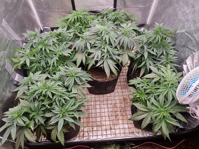 Growreport Bild 27